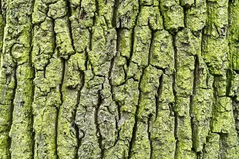 Tree bark texture natural background Stock Photos