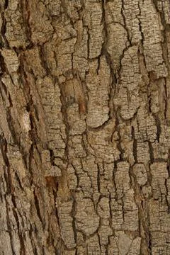Tree bark texture natural pattern background Stock Photos