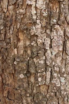 Tree bark texture natural Fotos de archivo