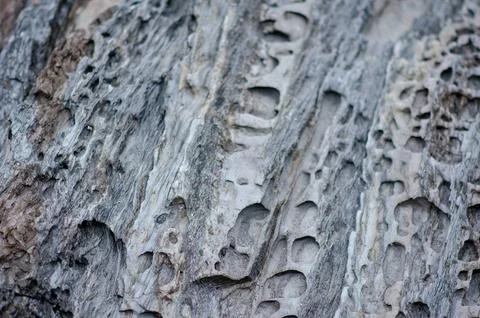 Tree bark texture with natural weathered surface and unique patterns, close-u Stock Photos