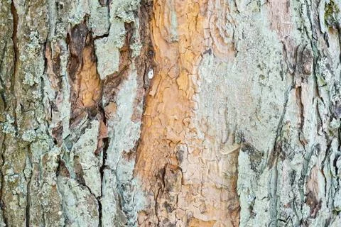 Tree bark texture . Nature background . Natural colors Stockfoto's