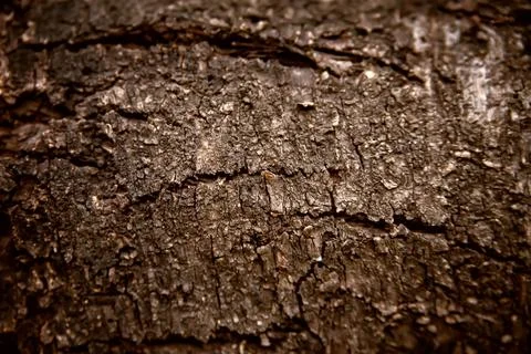Tree bark texture. Oak wood background. Old Trunk pattern. Rough wooden skin  Stock Photos