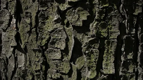 Tree bark texture, old bark background. Slow motion camera Video stock 129959257