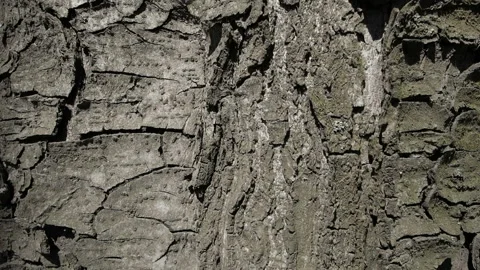 Tree bark texture, old bark background. Slow motion camera Stock Footage 129960570