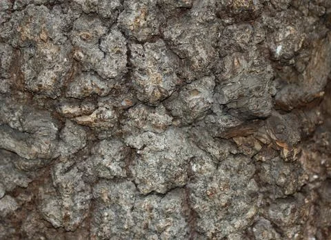 Tree bark texture, old tree Stock Photos