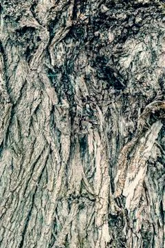 Tree bark texture or background 2 Stock Photos