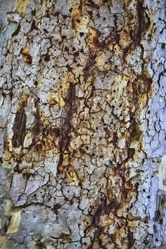 Tree Bark Texture Organic Pattern Close Up Stock Photos
