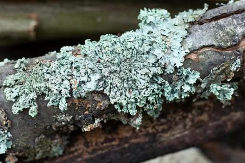 The tree bark texture, the pale green moss Stock Photos