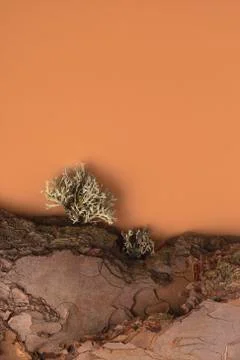 Tree bark texture as a part of natural background Stock Photos