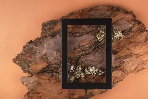 Tree bark texture as a part of natural background Stock Photos