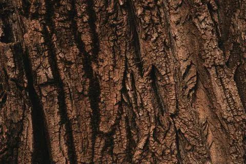 Tree bark texture pattern, old maple wood trunk as background Stock Photos