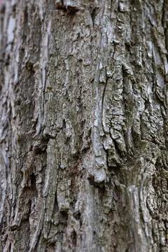 Tree bark texture pattern showing natural wood surface Stock Photos