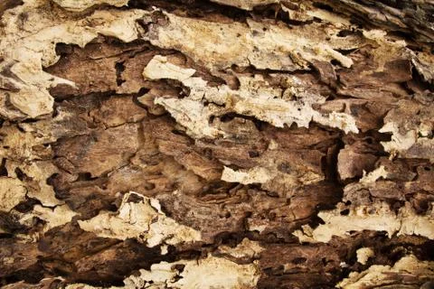 Tree bark texture pattern. wood rind for background Stock Photos