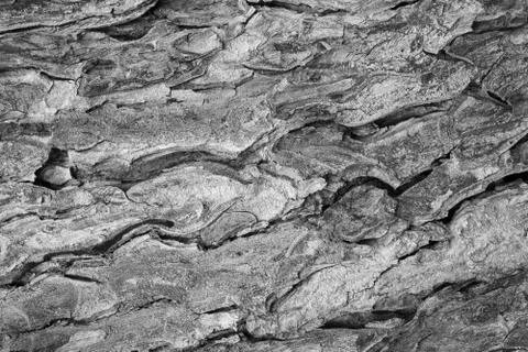 Tree bark texture pattern. wood rind for background Stock Photos