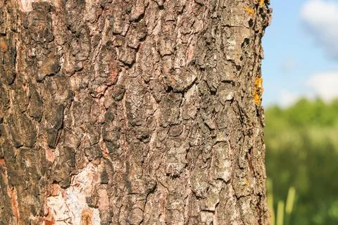Tree bark texture pattern. wood rind for background. Stock Photos
