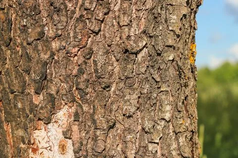 Tree bark texture pattern. wood rind for background. Stock Photos
