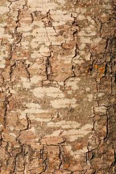 Tree bark texture pattern. wood rind for background. Stock Photos