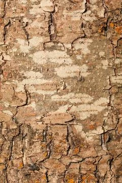 Tree bark texture pattern. wood rind for background. Stock Photos