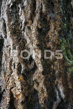 Tree bark texture Stock Photos