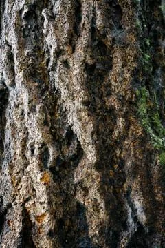 Tree bark texture Stock Photos