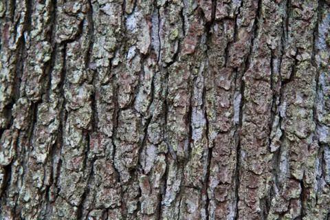 Tree bark texture Stock Photos