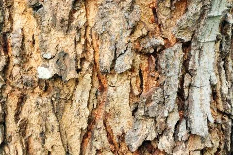 Tree Bark Texture Stock Photos