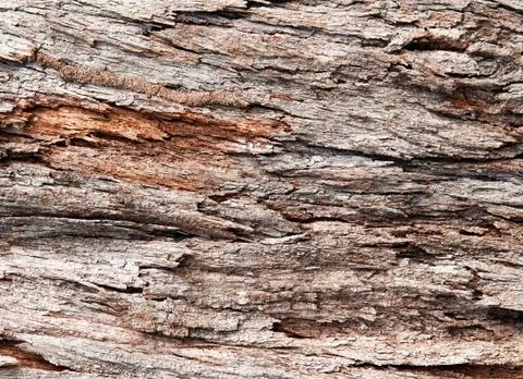 Tree Bark Texture Stock Photos