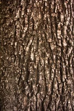 Tree bark Texture Stock Photos