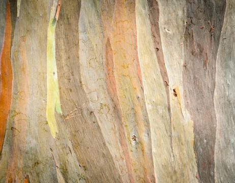 Tree bark texture Stock Photos