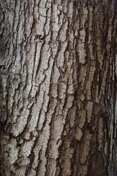 Tree bark texture Stock Photos