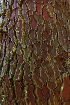 Tree bark texture Stock Photos