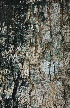Tree bark texture Stock Photos