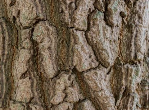 Tree bark texture Stock Photos