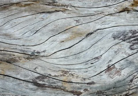 Tree bark texture Stock Photos