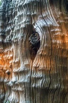 Tree bark texture Stock Photos