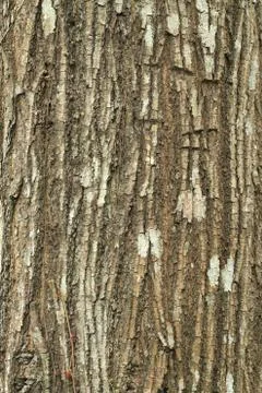 Tree bark texture Stock Photos