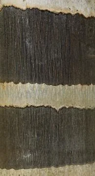 Tree bark texture Stock Photos