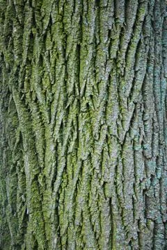 Tree bark texture 스톡 사진