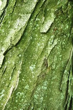 Tree bark texture 스톡 사진