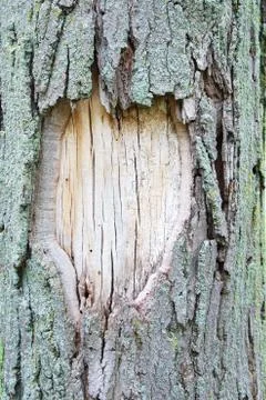 Tree bark texture 스톡 사진