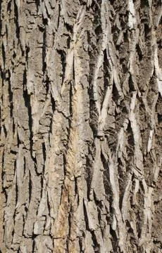 Tree bark texture 스톡 사진