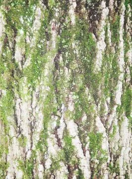 Tree bark texture 스톡 사진