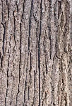 Tree bark texture Stock Photos