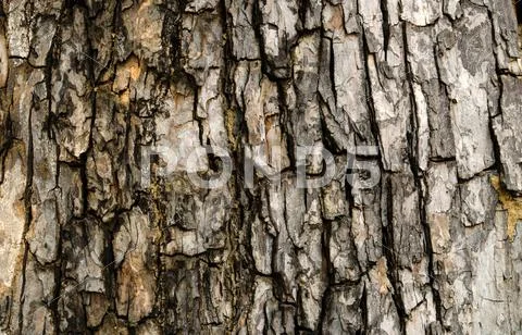 Tree bark texture Stock Photos
