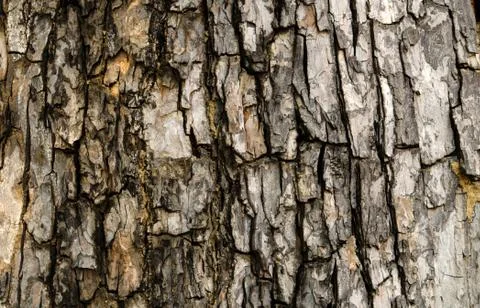 Tree bark texture Foto stock