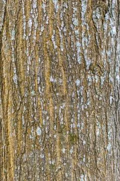 Tree bark texture Stock Photos