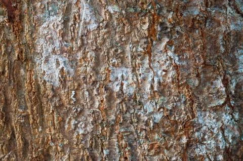 Tree bark texture Foto stock