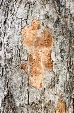 Tree bark texture Foto stock