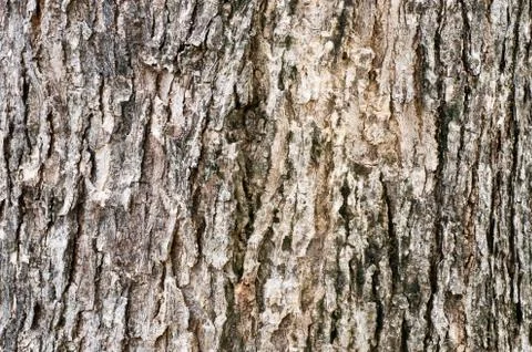 Tree bark texture Foto stock