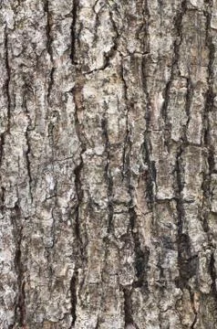 Tree bark texture Stock Photos